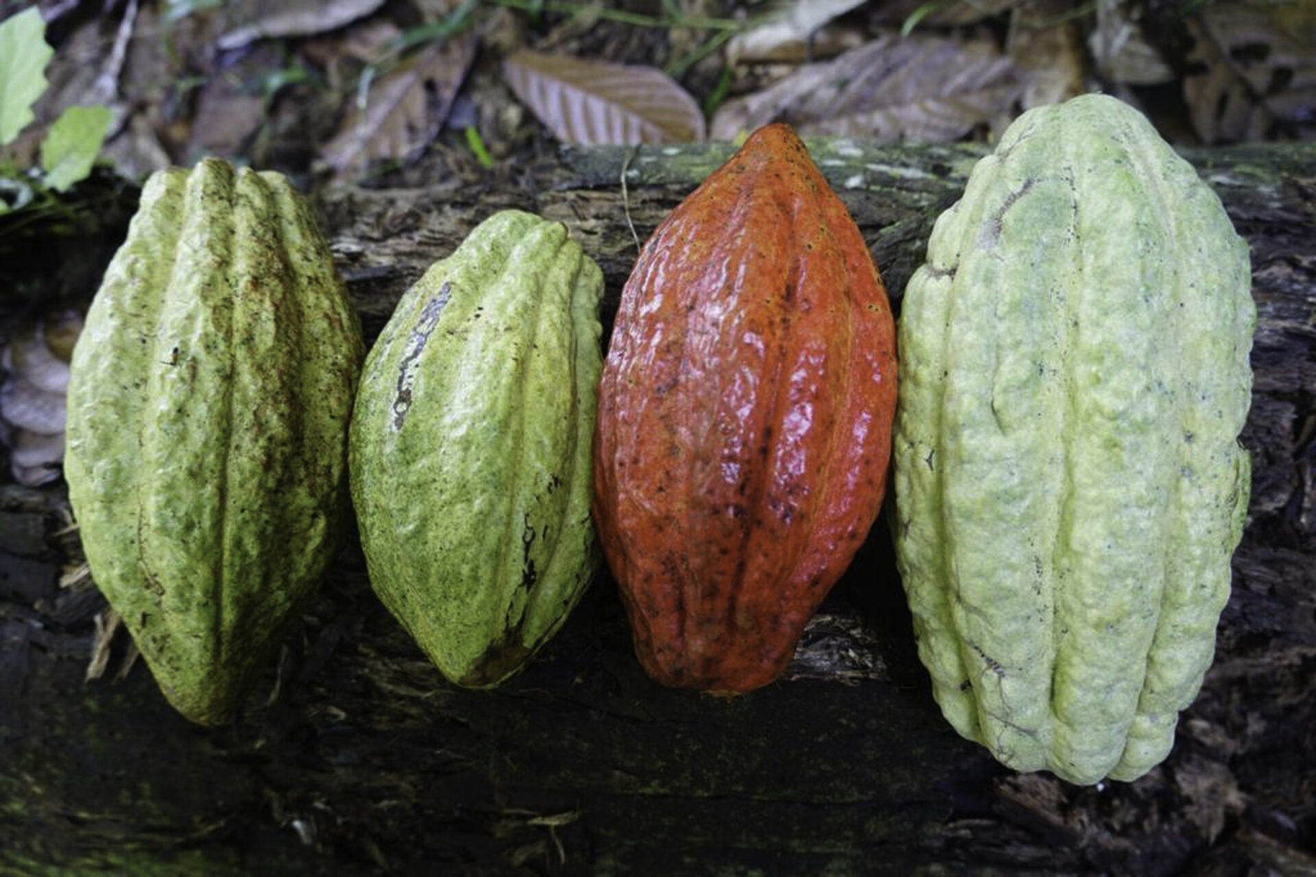 GT Lachua Finca Ana Maria genetics Silva Cacao