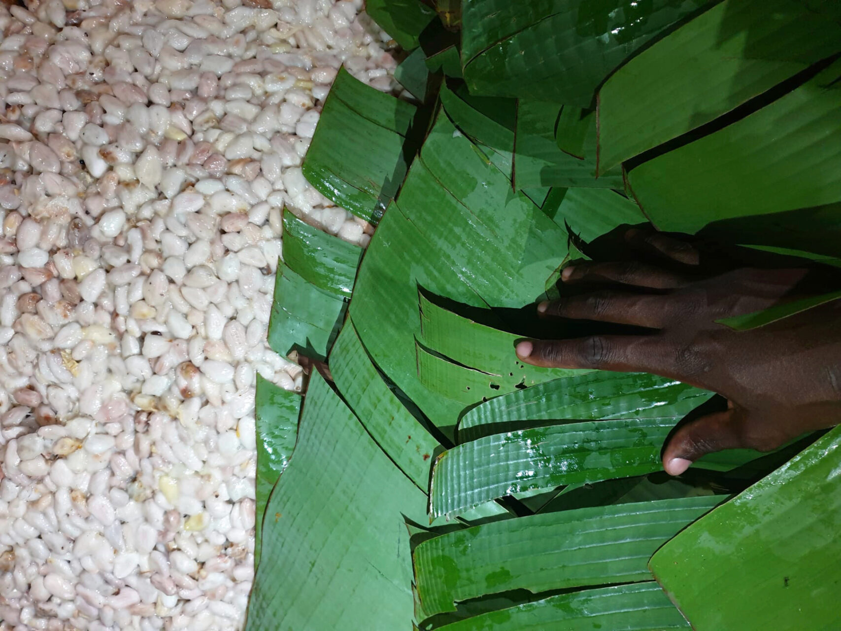 Uganda Heap fermentation MWENA Silva Cacao 2